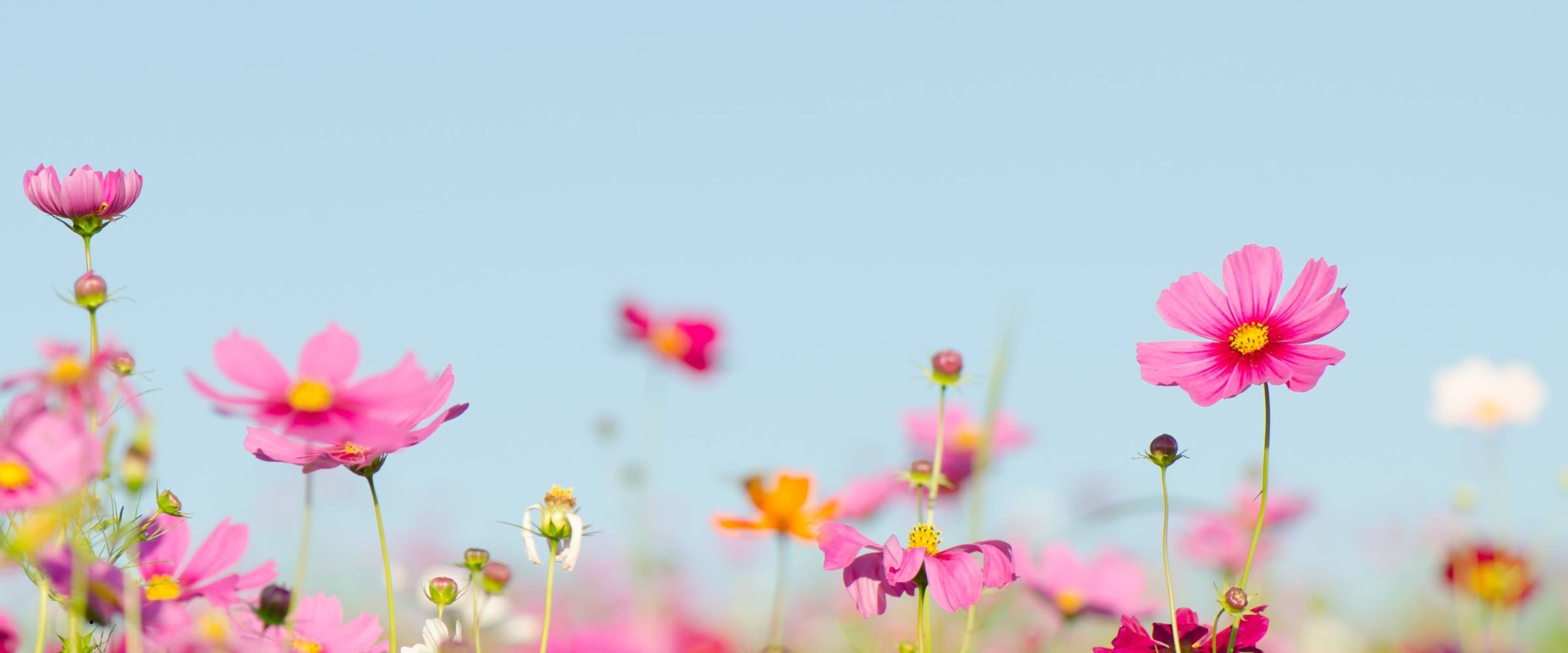 journalling mojoy- journals en dankbaarheidsdagboeken